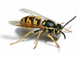 Wasp Nest Removal Portsmouth